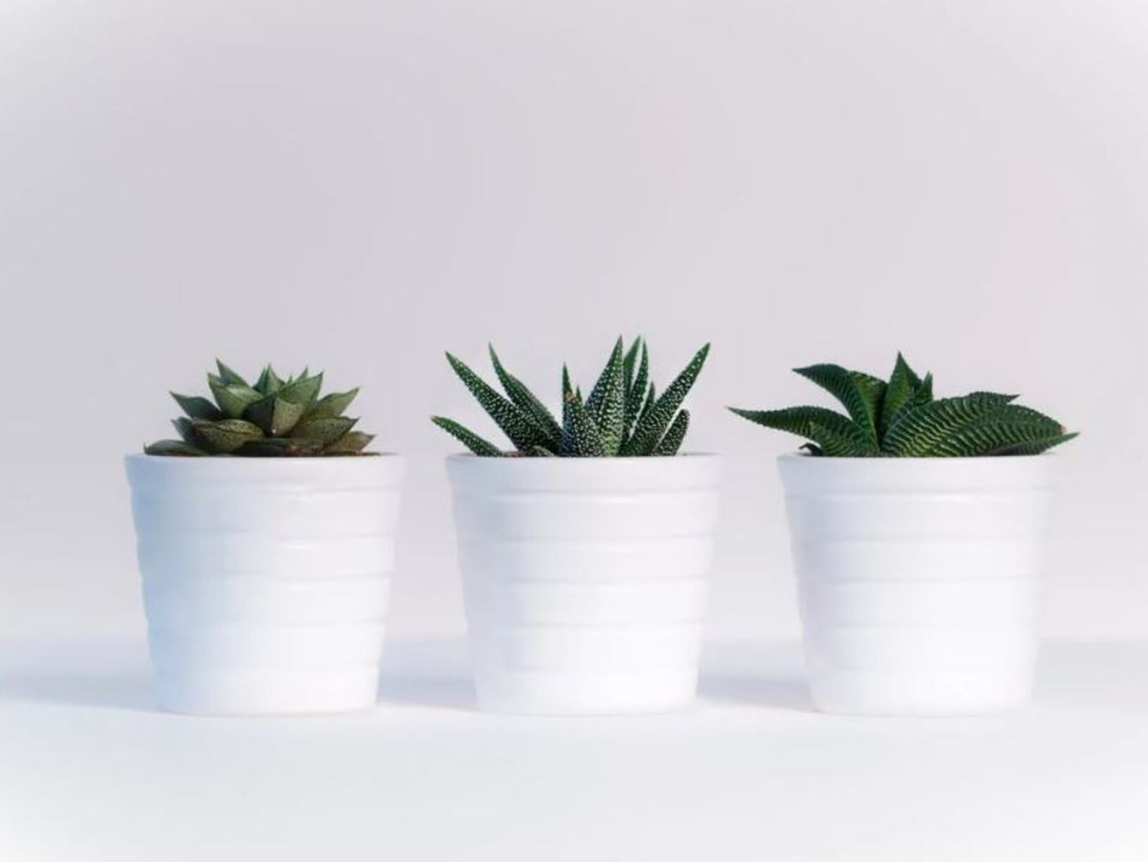 4 tips om je planten goed te verzorgen