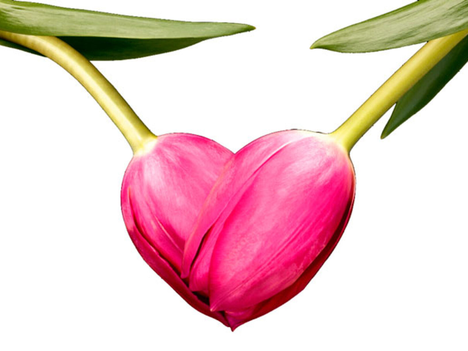 Tulpen