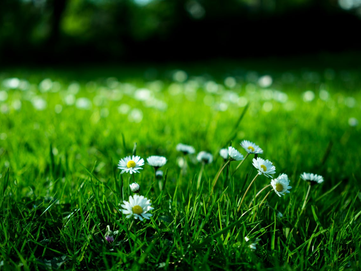 Redenen waarom zelf in je tuin klussen het waard is