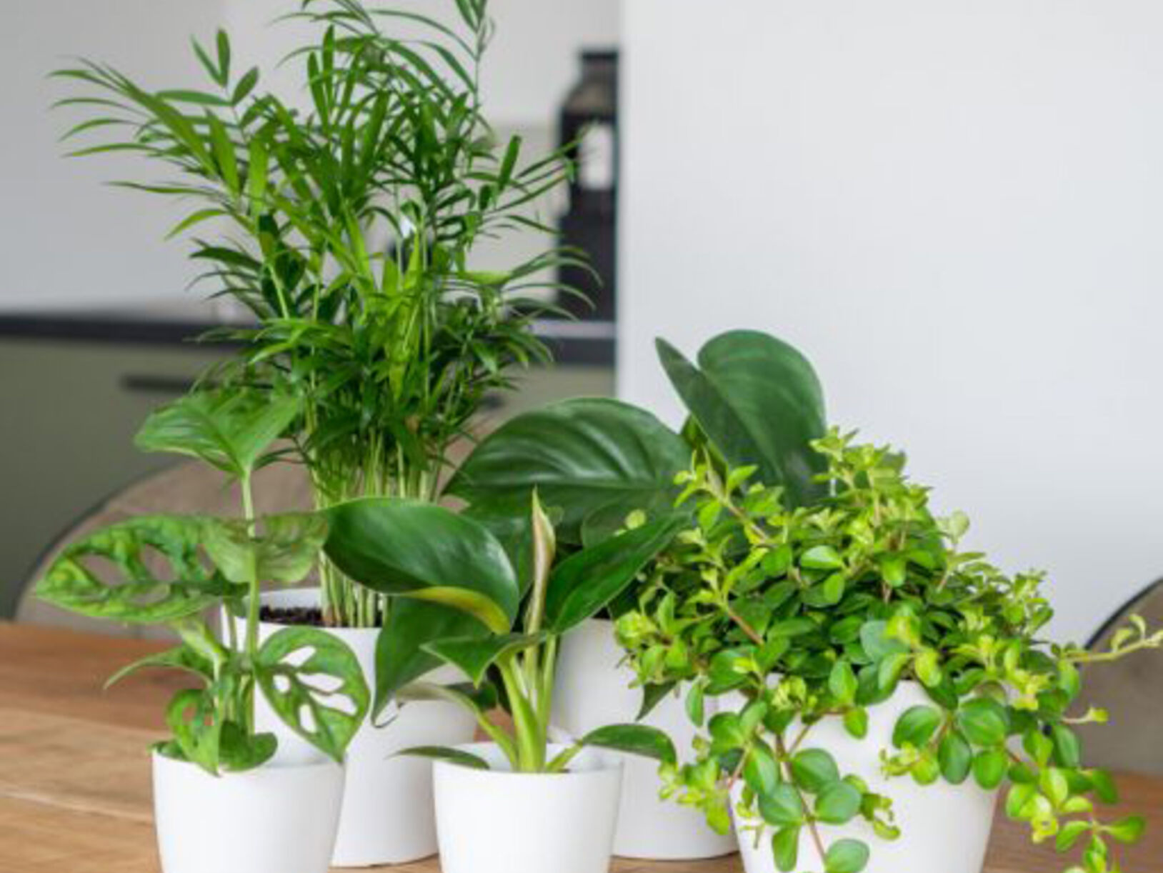 Planten in huis