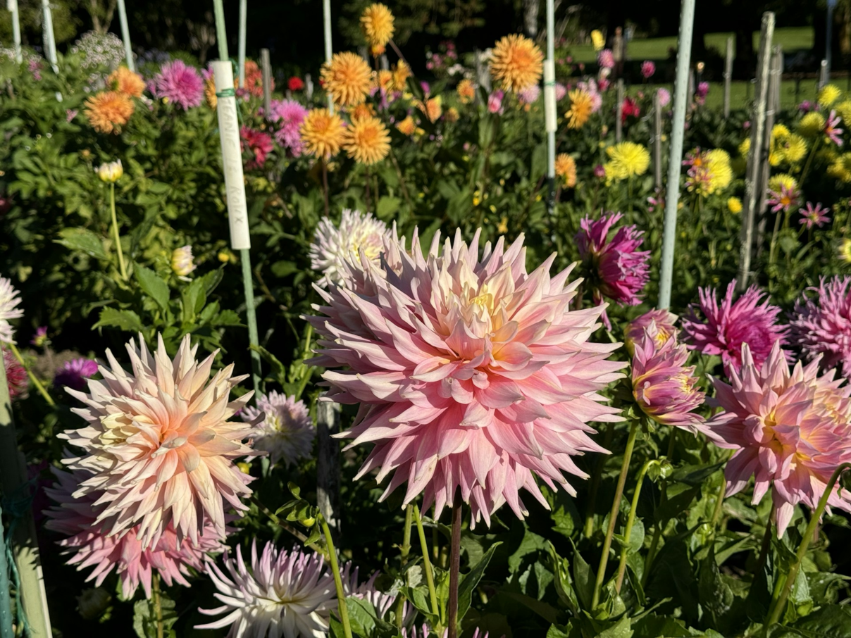 Bloembollen planten in het voorjaar