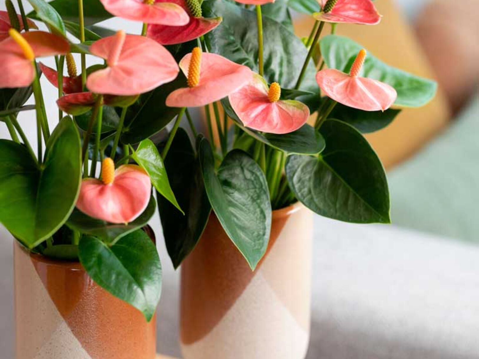 Haal flamingo’s in huis
