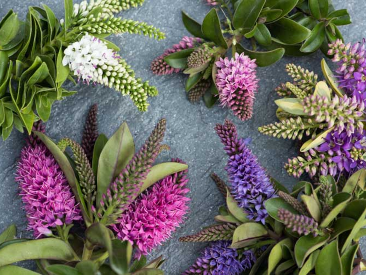 Tuinplanten voor augustus