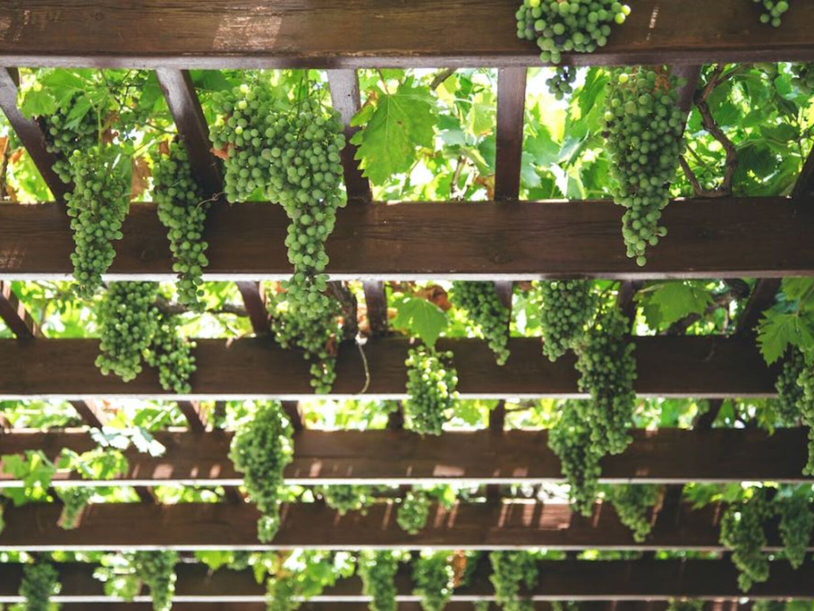 4 voordelen van een pergola in je tuin
