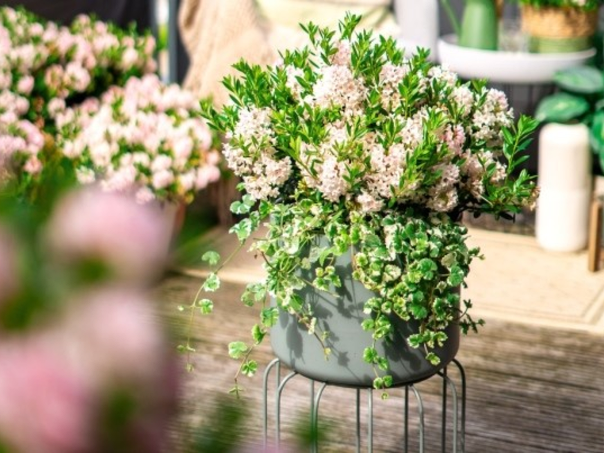 Balkonbeauty: Bloombux