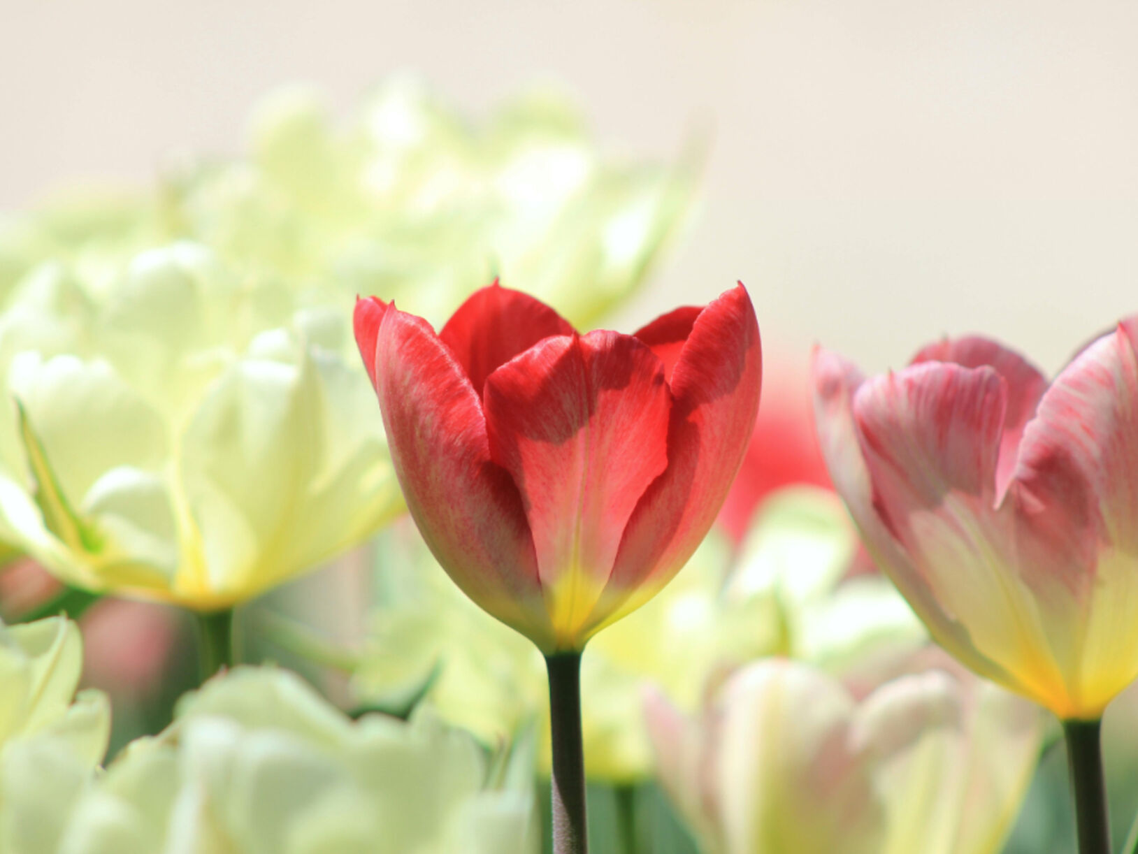 Bloemen zonder zorgen