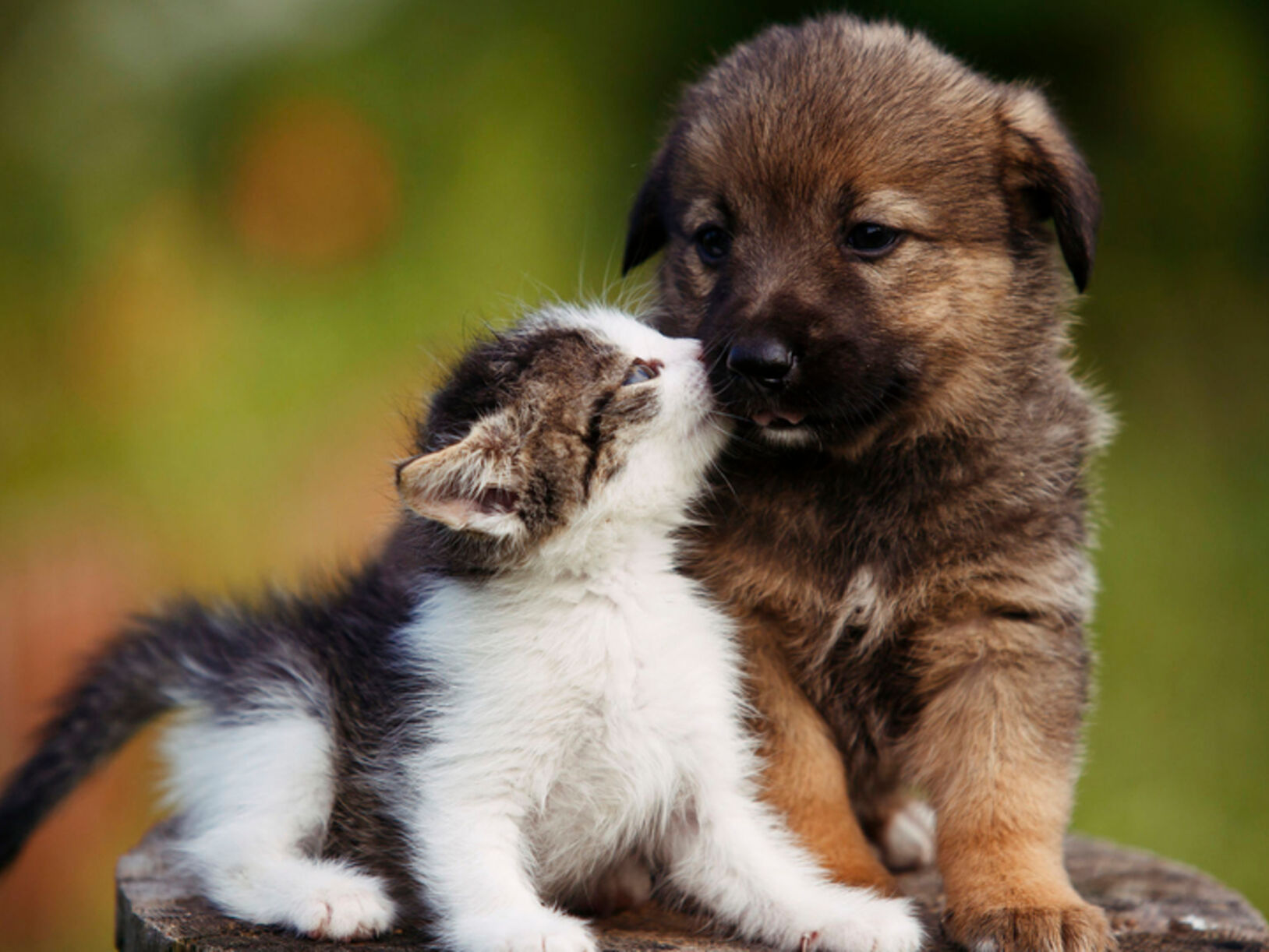 Een hond of kat in jouw woonkamer