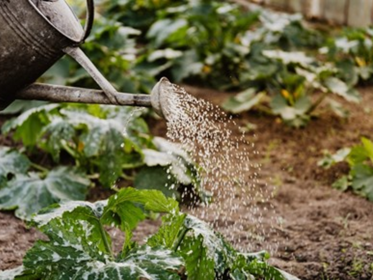 Onderhoud tips voor tuinplanten