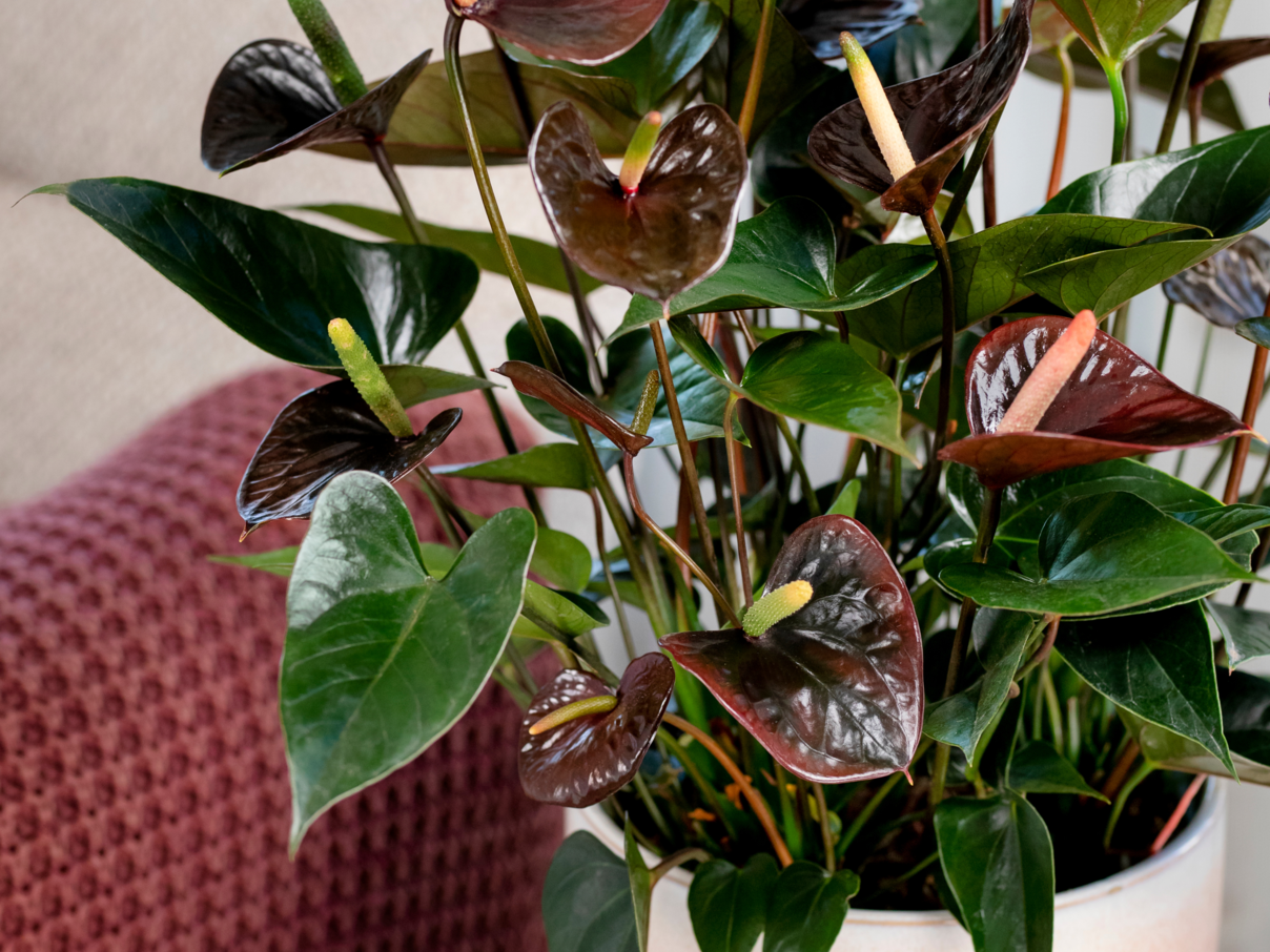 Kleur in het interieur