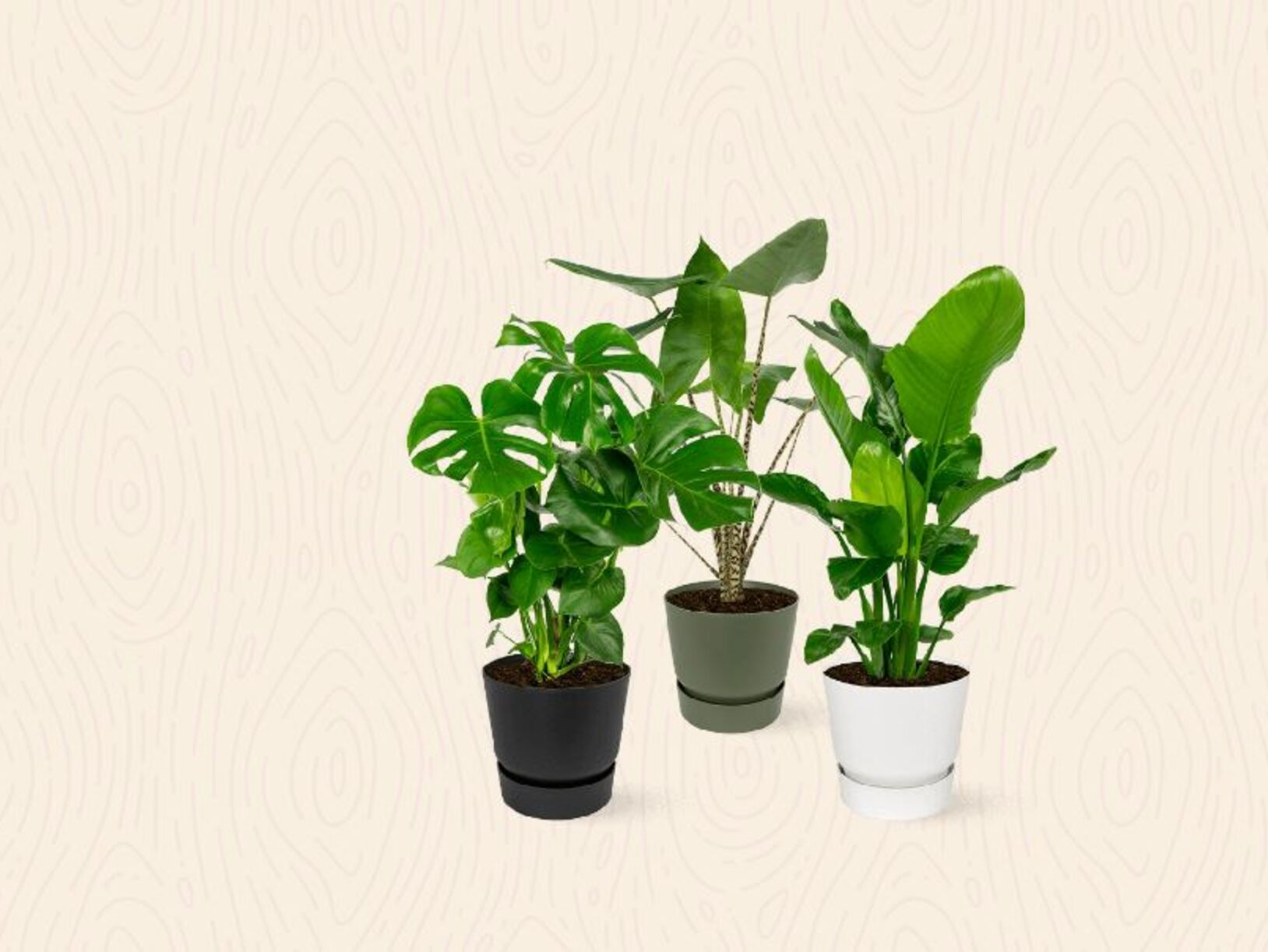 Kamerplanten verpotten?