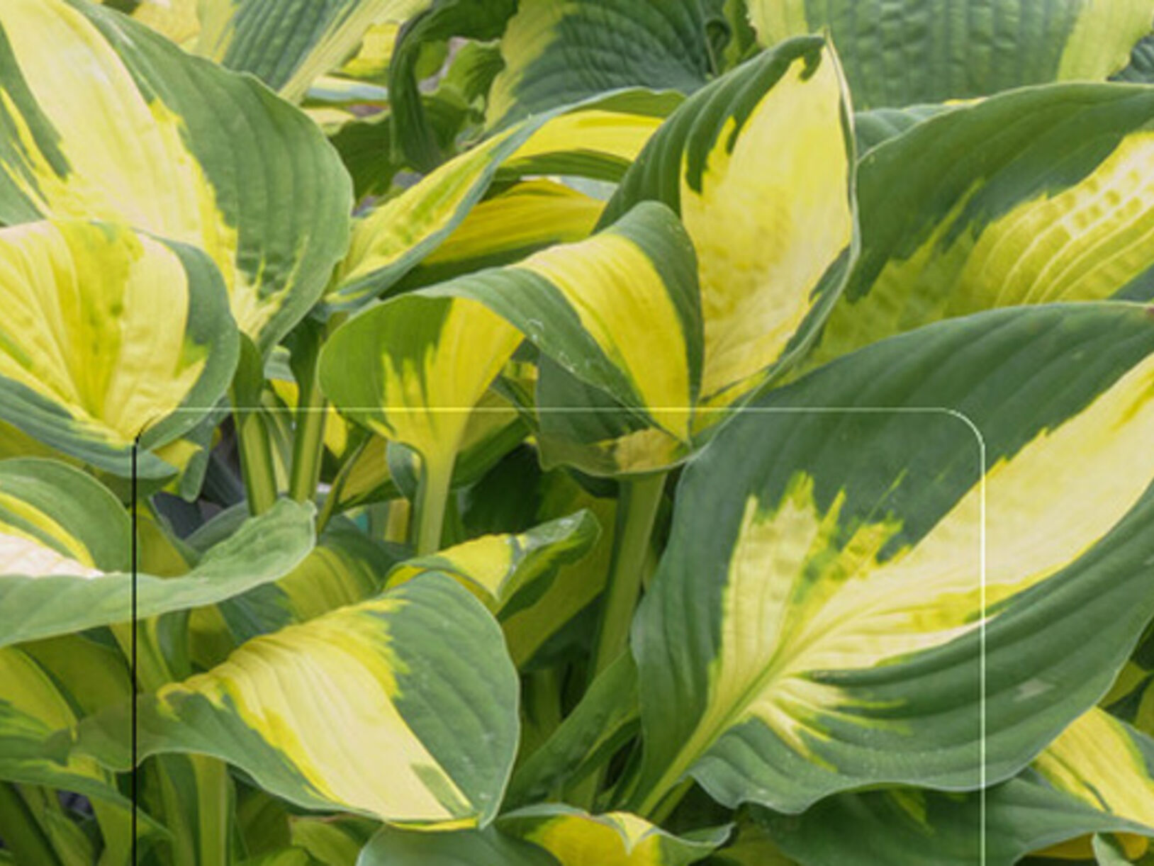 De Hosta
