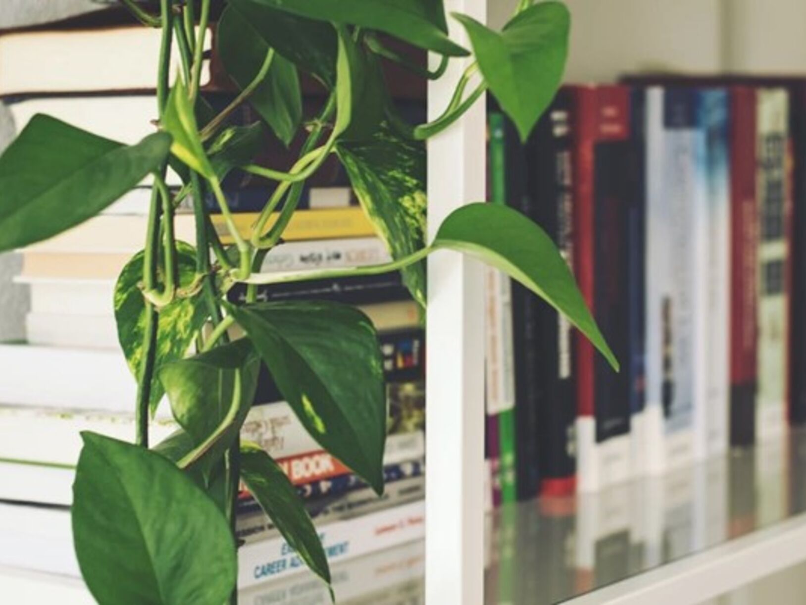 De 5 beste planten
