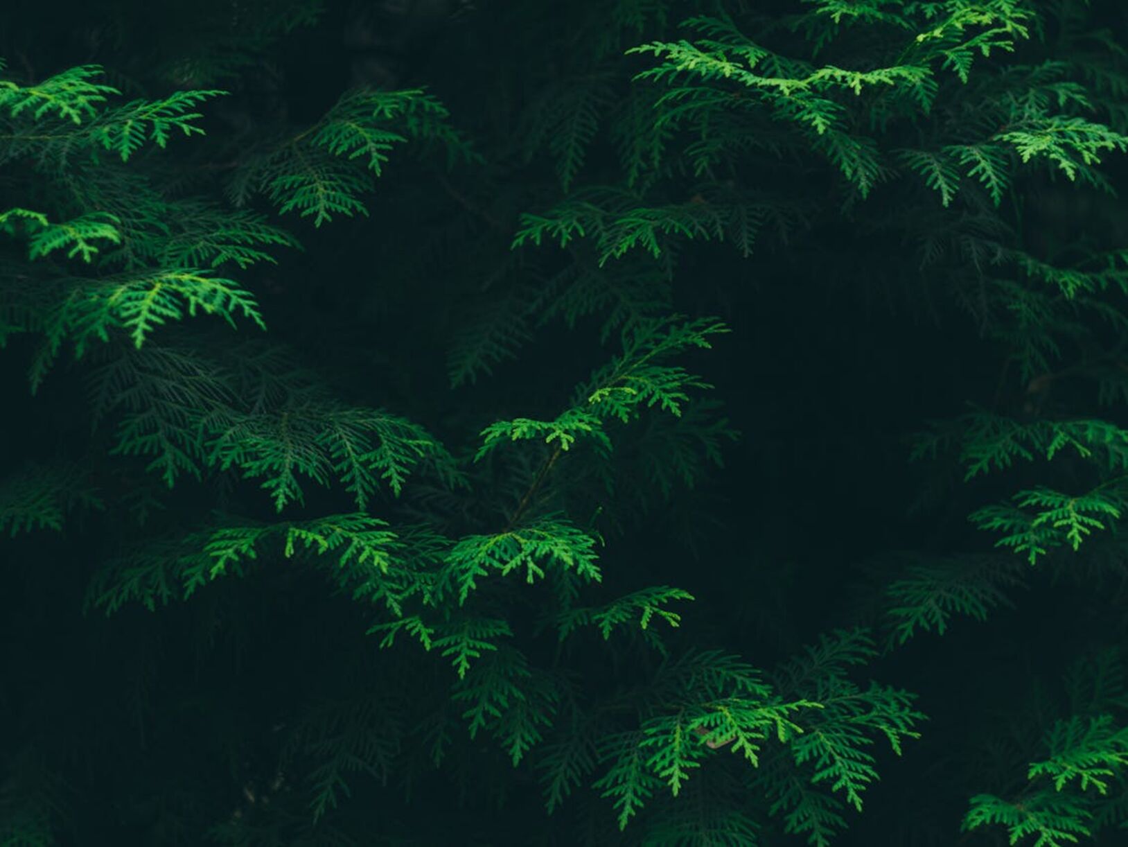 Groen wonen zonder tuin