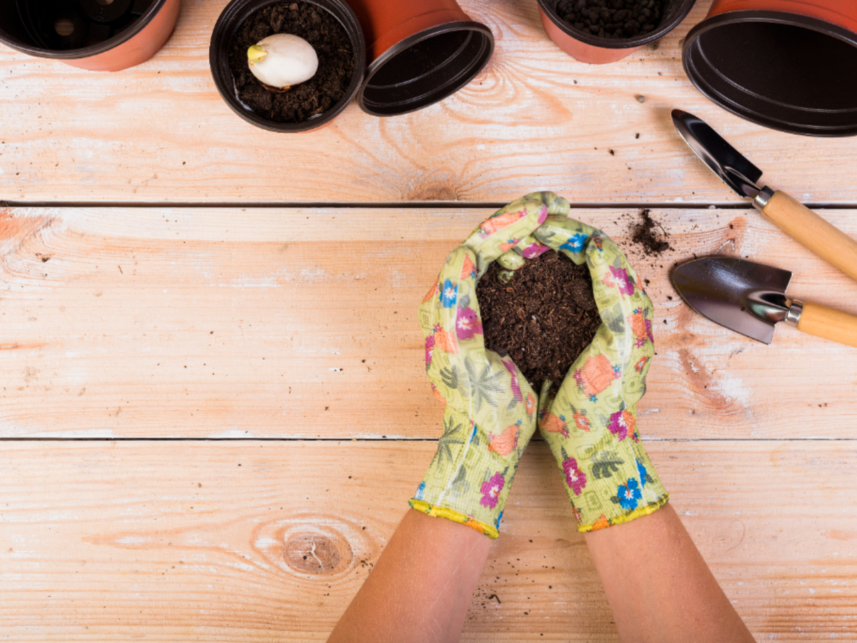Nu is het moment om bloembollen te planten