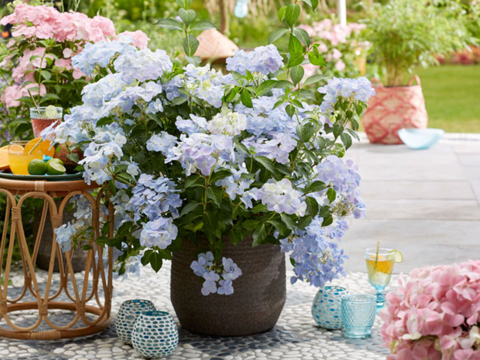 Slingerhortensia