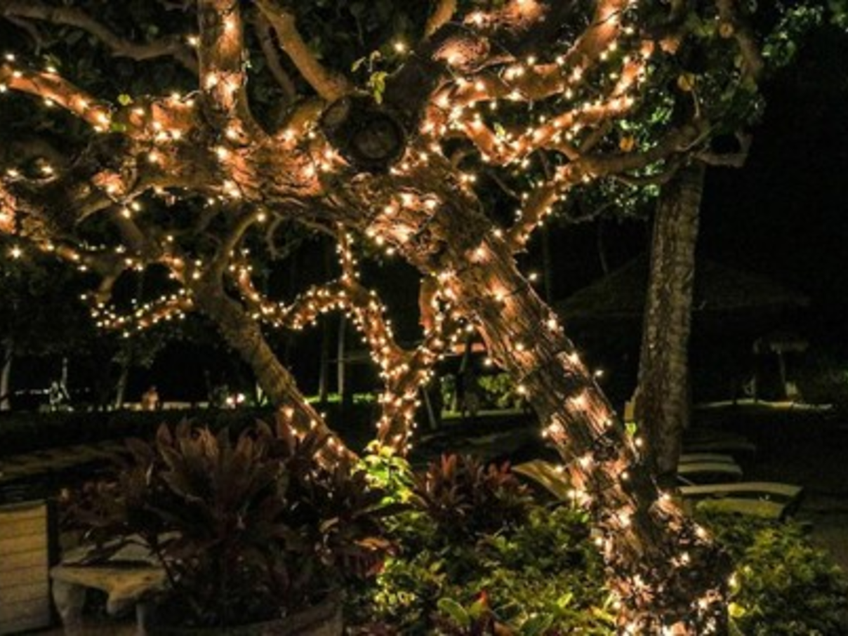 Kerstverlichting in de tuin?
